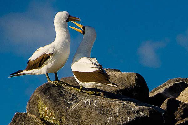 Galapagos