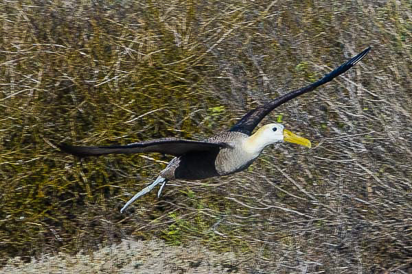 Galapagos