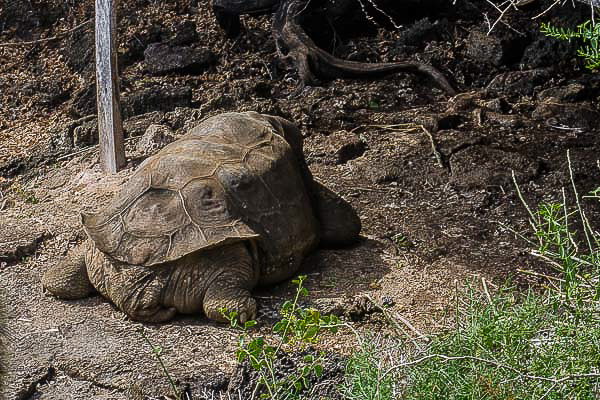 Galapagos