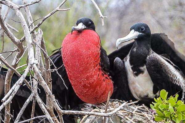 Galapagos